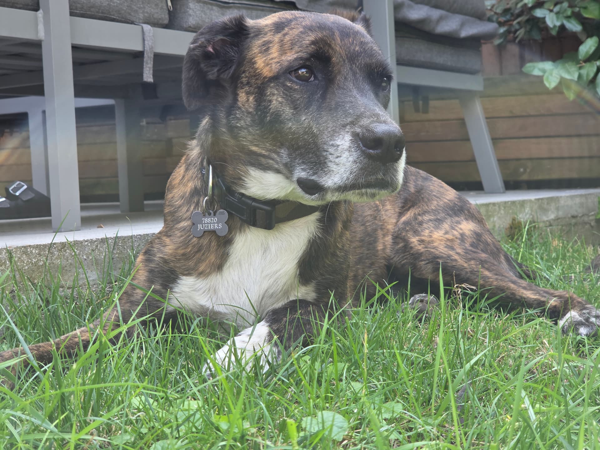 Chien bringé allongé dans l'herbe, gardé par Le Club des Truffes à Juziers